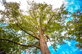 Best Storm Damage Tree Cleanup  in Brookhaven, WV