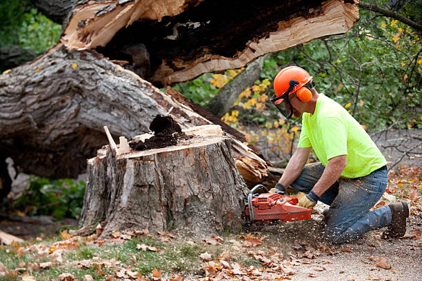 Best Utility Line Clearance  in Brookhaven, WV