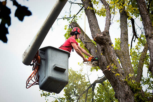 Best Tree Cabling and Bracing  in Brookhaven, WV