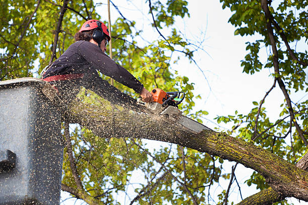 Best Tree Fertilization Services  in Brookhaven, WV