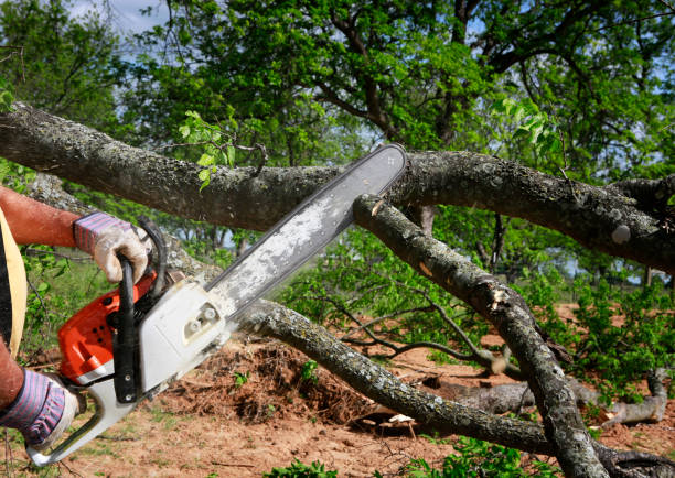 Best Stump Grinding and Removal  in Brookhaven, WV